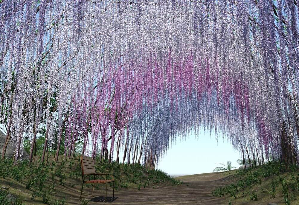 春日大社萬葉植物園 御衣黄 藤の花が見頃 奈良公園 イベント 奈良いこマップ